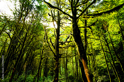 Fototapeta las, gruzińska przyroda