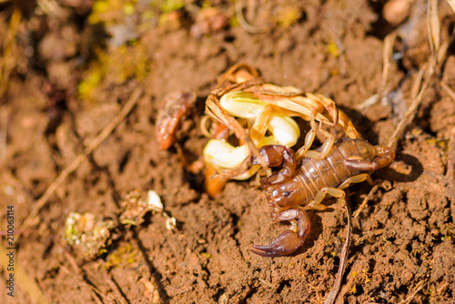 Small wood scorpion - Euscorpius