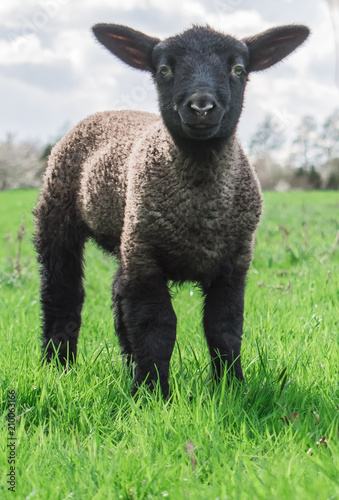 black sheep