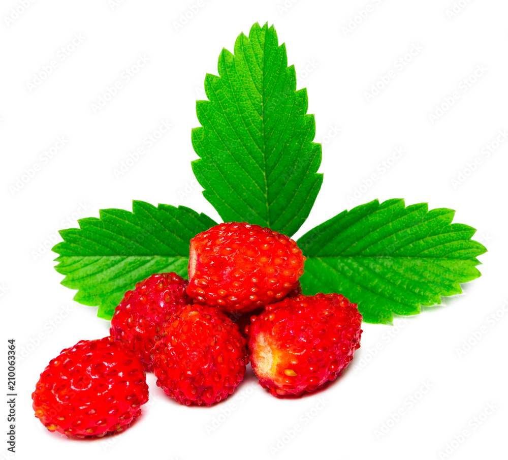 Wild strawberry isolated on white background closeup Wild strawberry isolated on white background closeup