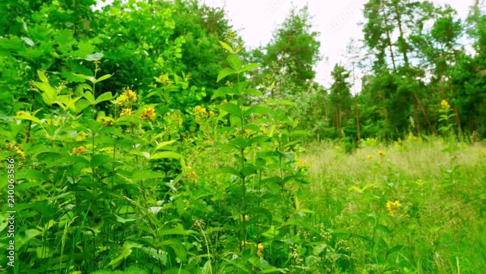 Moving through field of grass. Summer landscape. Moving through field of grass. Summer landscape.