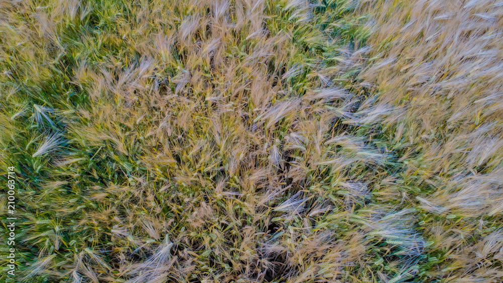 Drone flight and aerial view over a cornfield Drone flight and aerial view over a cornfield