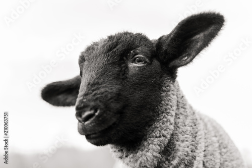 black sheep