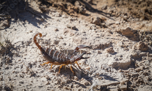 Burrowing scorpion in Namibia photo