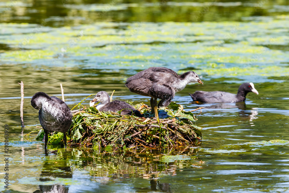 Blässhuhn (Fulica atra), Nest und Vögel im Jugendkleid. Blässhuhn (Fulica atra), Nest und Vögel im Jugendkleid.