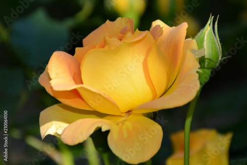 Stunning orange with yellow rose admires its splendor.