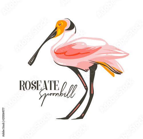Hand drawn vector abstract cartoon summer time graphic decoration illustrations art with exotic tropical rainforest Roseate Spoonbill bird isolated on white background