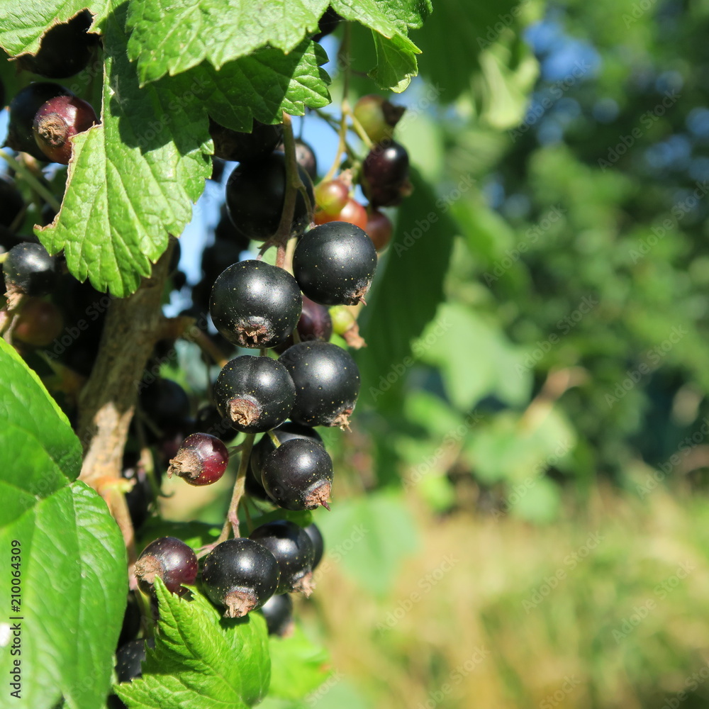 blackcurrant shrub in the garden blackcurrant shrub in the garden