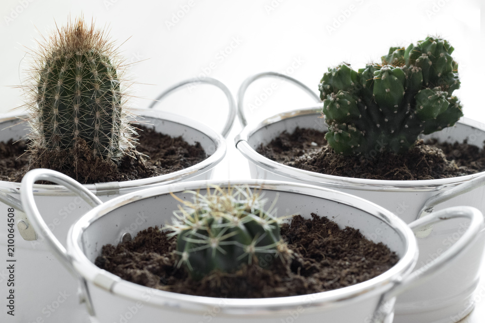 Tres cactus sobre blanco Tres cactus sobre blanco
