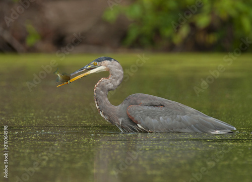 Great Blue Heron Feeding photo