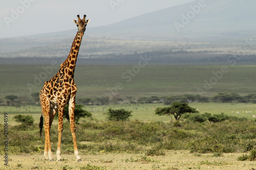 Giraffe with Landscape in the background