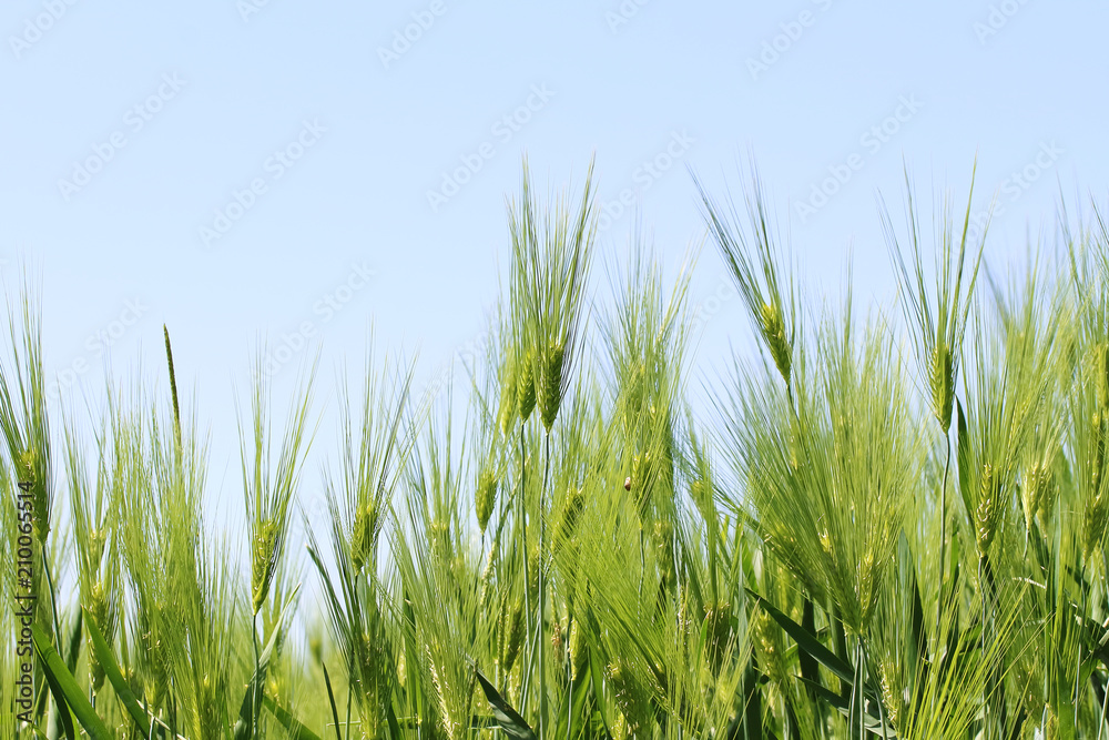 Rye ears in summer in the field