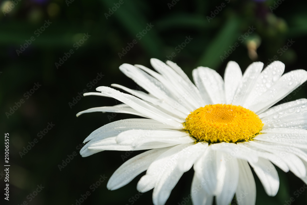 Blooming chamomile in the garden Blooming chamomile in the garden