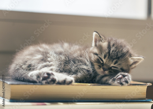 Fototapeta Naklejka Na Ścianę i Meble -  Kitten sleeping on a book