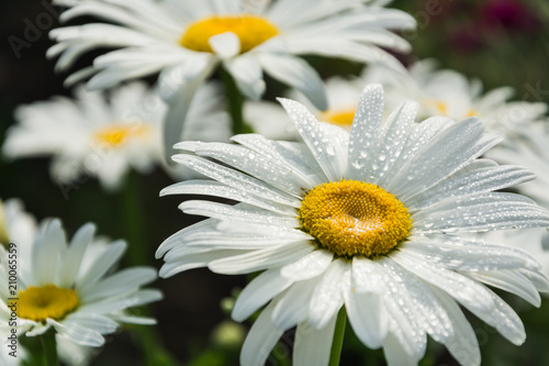 Blooming chamomile in the garden