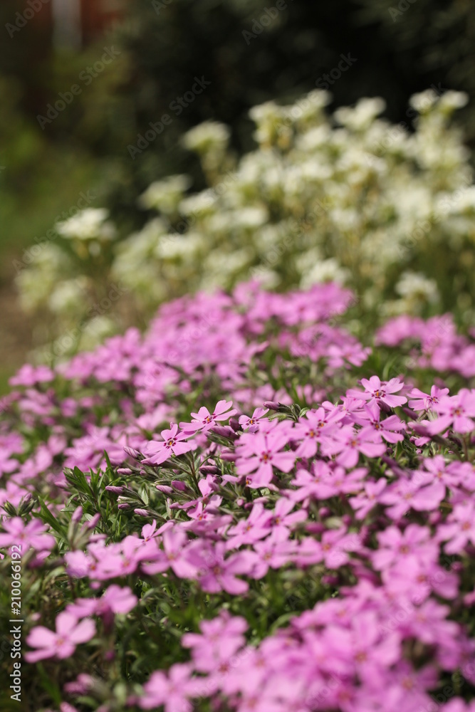 Phlox subulata, pink color Phlox subulata, pink color