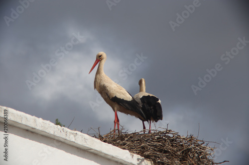 Storch - Storche - Nest - Portugal - Algarve - Paar - Pärchen - Wolken - blauer Himmel photo