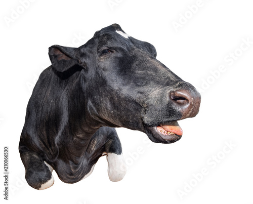 Funny cow lying isolated on a white background. Black and white cow close up. Talking cow portrait. Farm animal