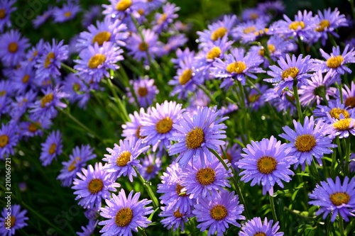 Purple Alpine asters in the garden after the rain enjoy the sun.