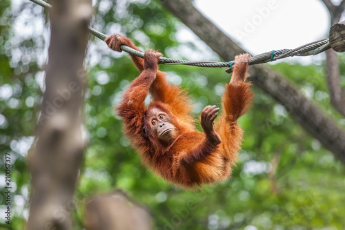 Canvas Print Young Orangutan with funny pose swinging on a rope