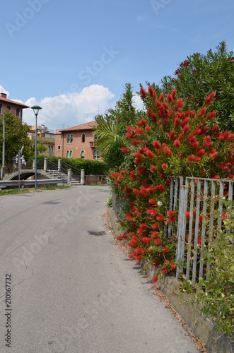 Wielki krzak kwitnącego calistemona przy ogrodzeniu, Lido di Venezia
