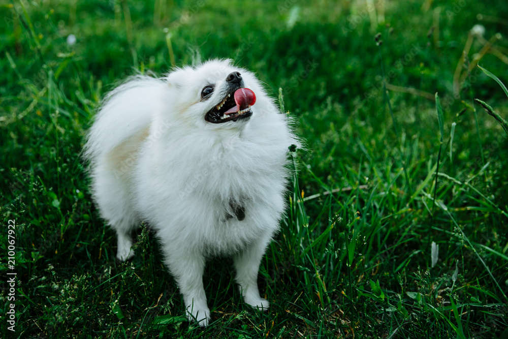 Barking Pomeranian dog Barking Pomeranian dog