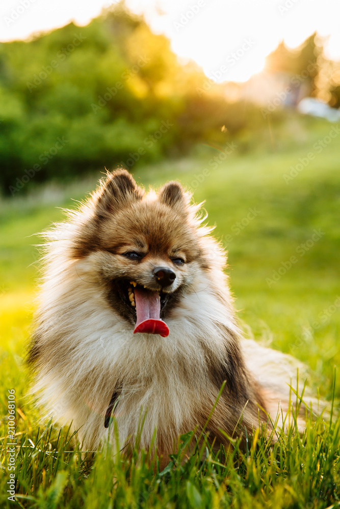 cute fluffy Pomeranian dog sitting in a spring park on a sunny day cute fluffy Pomeranian dog sitting in a spring park on a sunny day