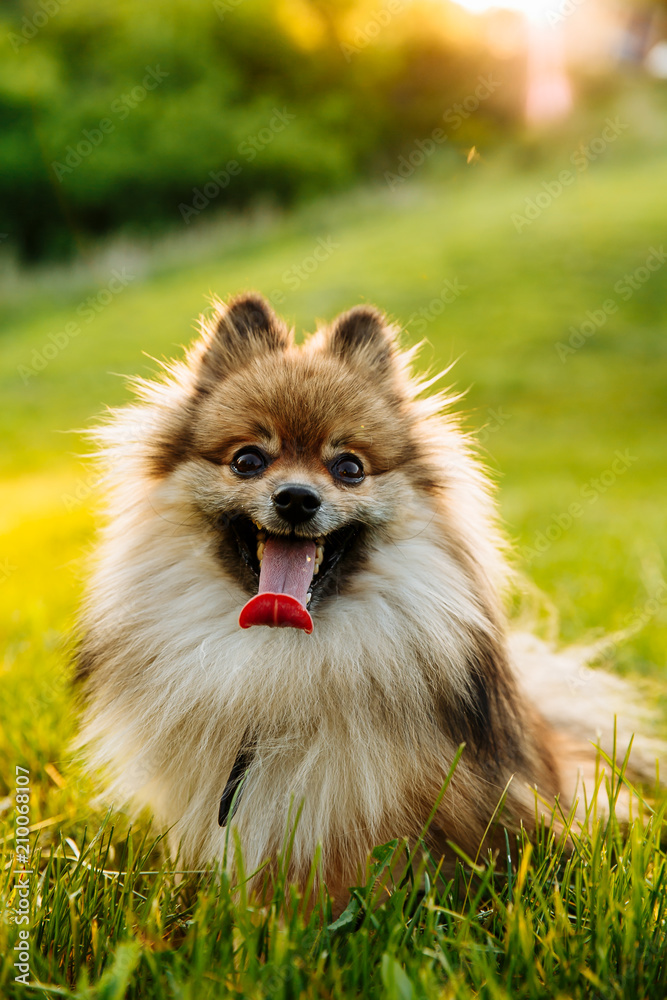 cute fluffy Pomeranian dog sitting in a spring park on a sunny day cute fluffy Pomeranian dog sitting in a spring park on a sunny day
