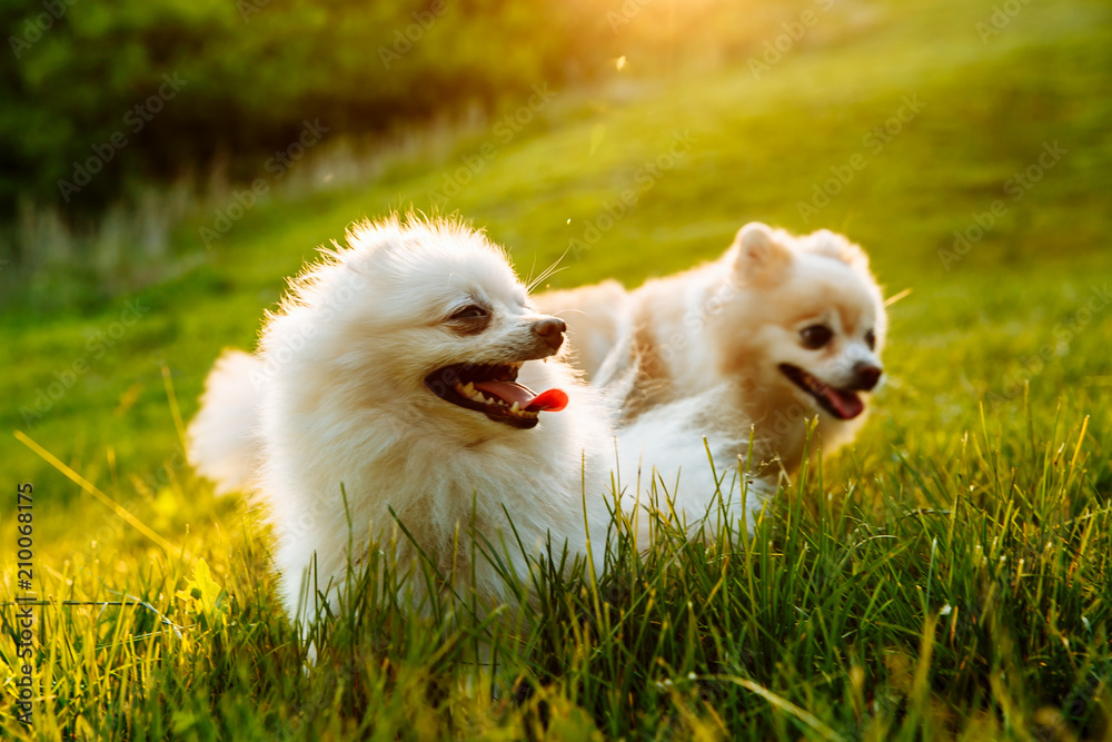 cute white fluffy Pomeranian dog sitting in a spring park surrounded by yellow flowers on a sunny day cute white fluffy Pomeranian dog sitting in a spring park surrounded by yellow flowers on a sunny day