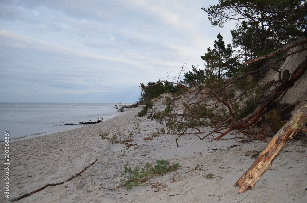 Połamane konary drzew na plaży w Juracie w grudniowe popołudnie