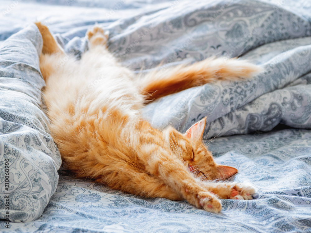 Fototapeta premium Śliczny rudy kot leżący w łóżku. Puszysty zwierzak rozciągający się. Przytulne tło do domu, poranna pora snu.