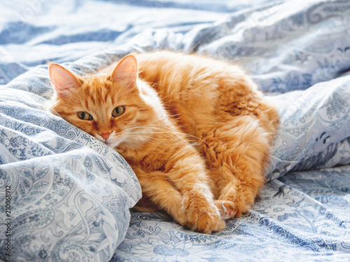 Cute ginger cat lying in bed. Fluffy pet looks curiously. Cozy home background.