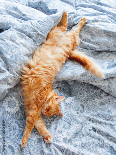 Fototapeta Naklejka Na Ścianę i Meble -  Cute ginger cat lying in bed. Fluffy pet stretching. Cozy home background, morning bedtime.