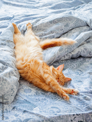 Fototapeta Naklejka Na Ścianę i Meble -  Cute ginger cat lying in bed. Fluffy pet stretching. Cozy home background, morning bedtime.