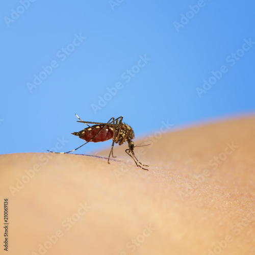 small and dangerous insect repellent mosquito punctured human skin and drinking blood leaving itchy
