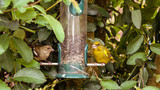 Greenfinch and Chaffinch on a garden bird feeder.