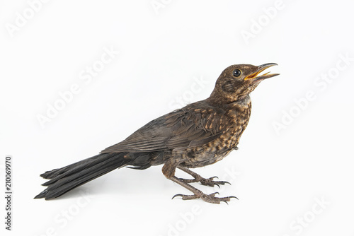 Female Eurasian Blackbird (Turdus merula) isolated on white background