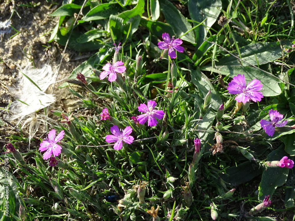 Flowers Flowers