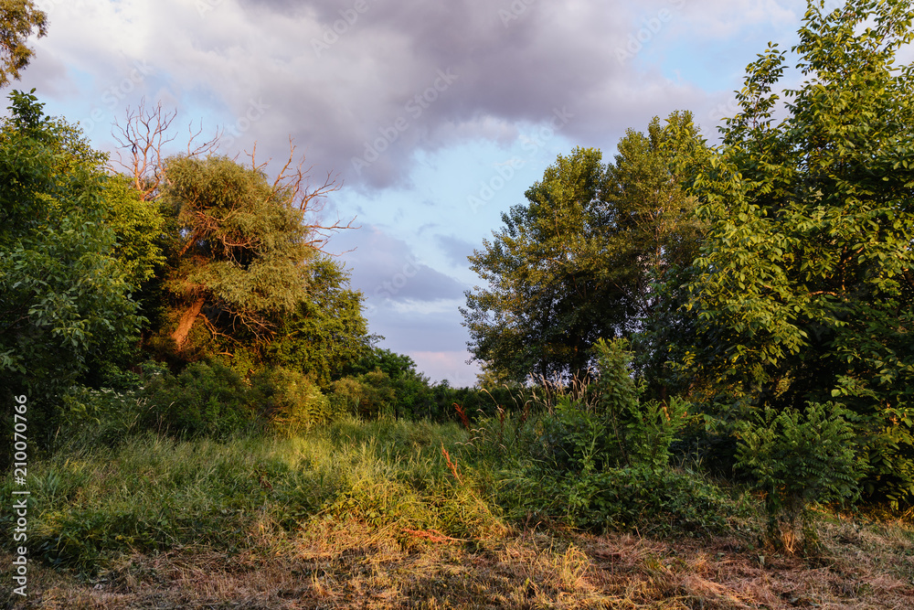 Trees in the clearing are illuminated by the setting sun on a stormy sky background