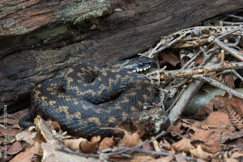 Common European Viper (Vipera berus)/Common European Viper in leaf litter Common European Viper (Vipera berus)/Common European Viper in leaf litter