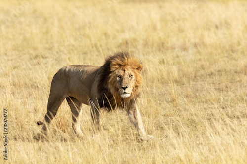 Fototapeta Naklejka Na Ścianę i Meble -  Watchful adult lion in the Masai Mara