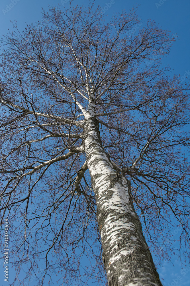 Fototapeta premium blue sky and tree