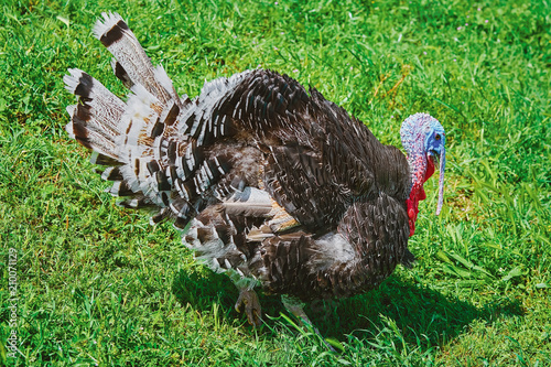 Turkey on Grass