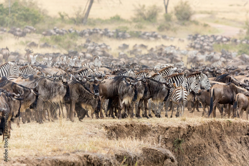 Wildebeest and zebra on the banks of the Mara River