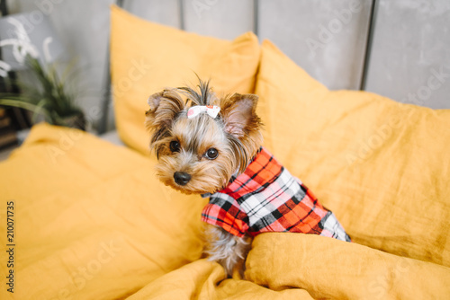 Yorkshire Terrier on bed