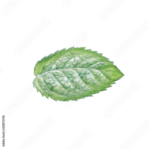 Watercolor hand drawn mint leaf. Detailed realistic botanical illustration can be used as print, package design, textile, element design, sticker.