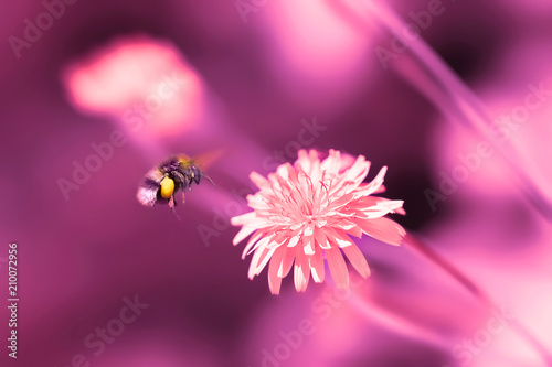Amazing artistic natural background. Bumblebee flying over fantastic pink dandelion flower. Macro image. Natural background. Pink colored artistic macro image.