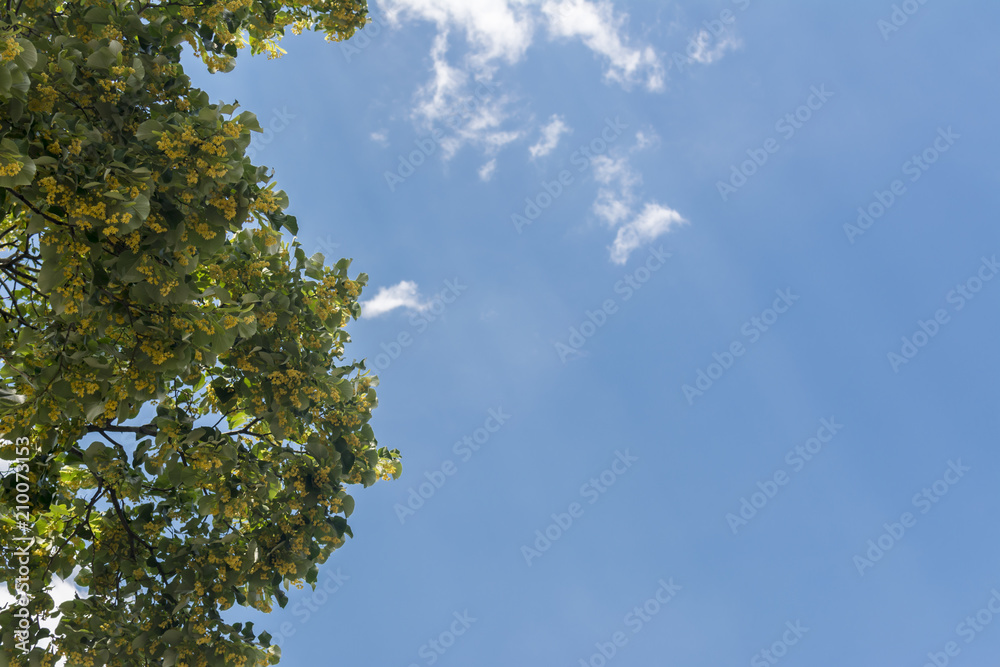Linden tree flowery on the blue sky background Linden tree flowery on the blue sky background
