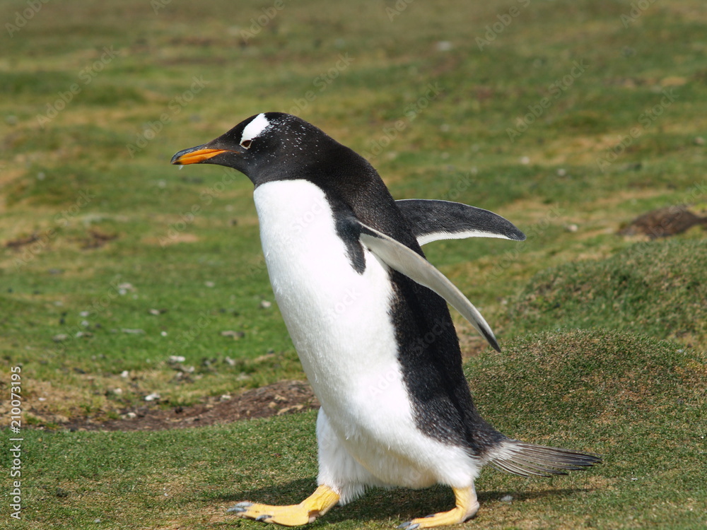 Naklejka premium OLYMPUS DIGITAL CAMERA