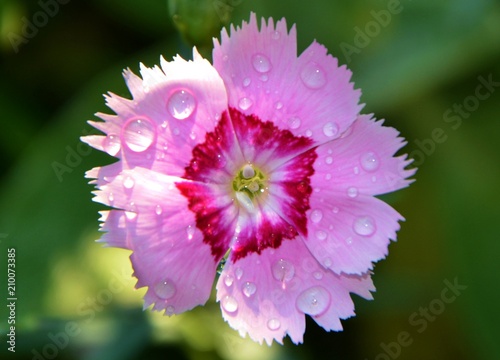 Flower carnations with water drops after rain in the sun in the garden close-up.